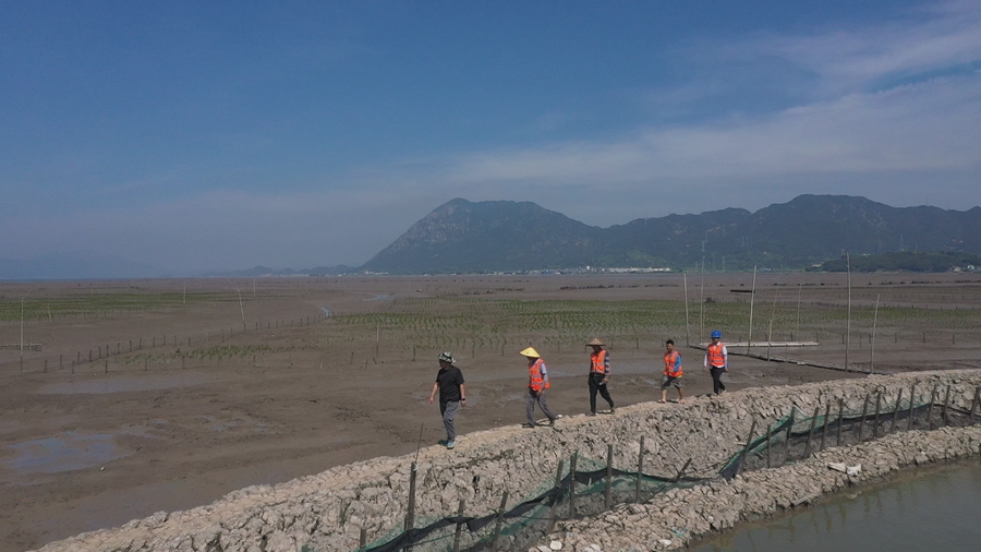 近年來，霞浦縣大力推廣紅樹林種植，面積已達5000多畝，顯著改善了灘涂生態環境。葉志堅 楊鋒攝