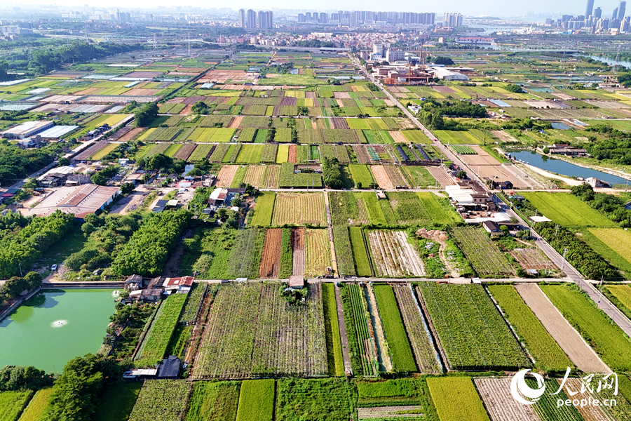 康潯村有田地300余畝，其中種植水稻約240畝。人民網記者 陳博攝