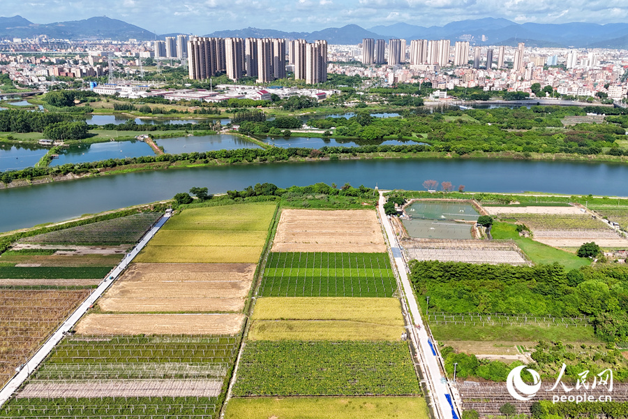 隔著西溪，康潯村的稻田與城市建筑相映成畫。人民網記者 陳博攝