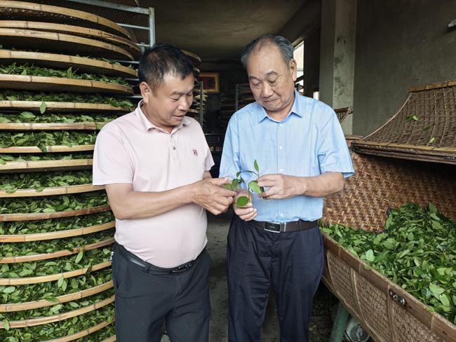 退休老同志苏兴茂到一线讲解传统制茶技艺要点。中共安溪县委老干部局供图