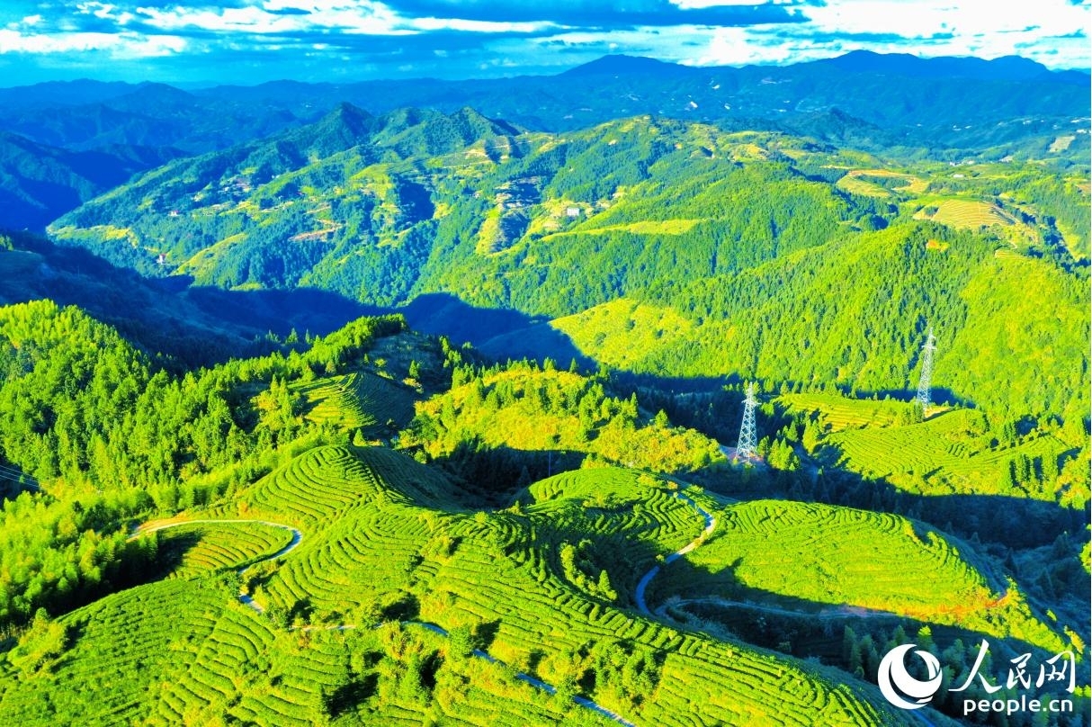 碧空如洗，高山茶園在日影映襯之下“鋪滿”蜿蜒群山。人民網 李唯一攝