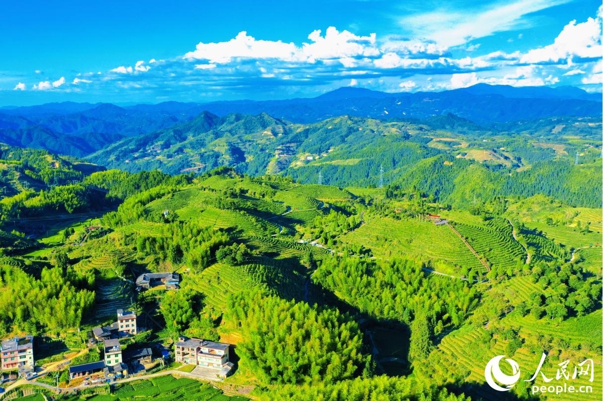 大田縣擁有海拔千米以上的山峰175座，90%以上的茶園位於海拔800米至1200米之間，獨特的宜茶環境，滋養出優質的高山茶。人民網 李唯一攝