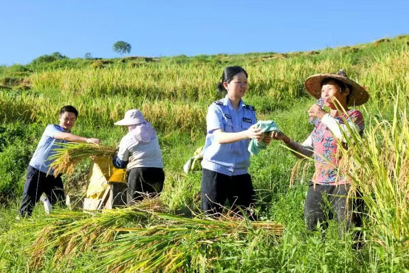 民辅警帮助农妇收割稻谷。安溪县公安局供图