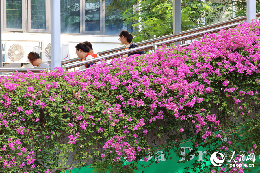 过往市民徜徉于三角梅花海之中。人民网记者 陈博摄