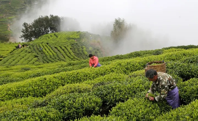 茶農採茶。劉岩生攝