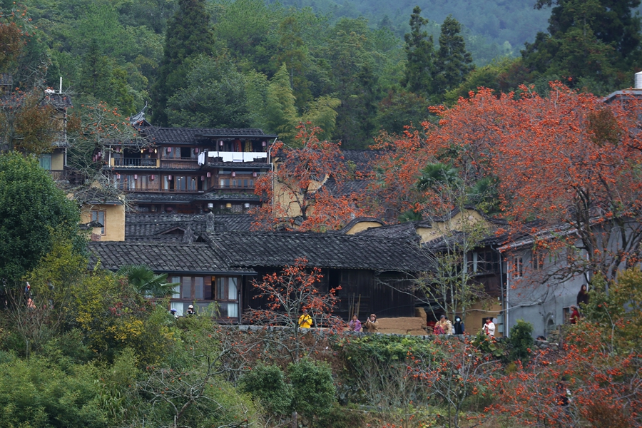 四坪村的柿子树让旅游旺季延长了三个月。李泾荷摄