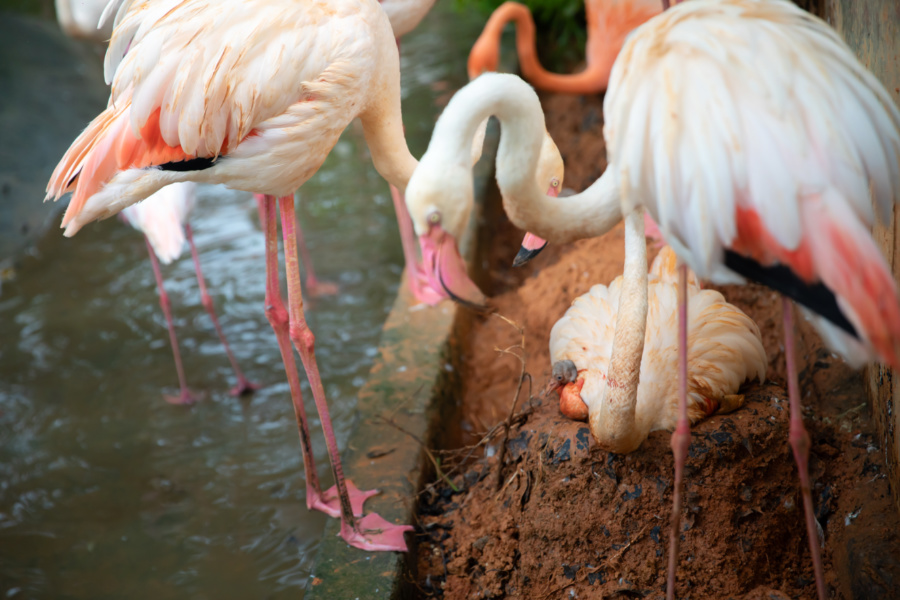 小火烈鳥從母鳥翅膀下鑽出頭來。郭佳攝