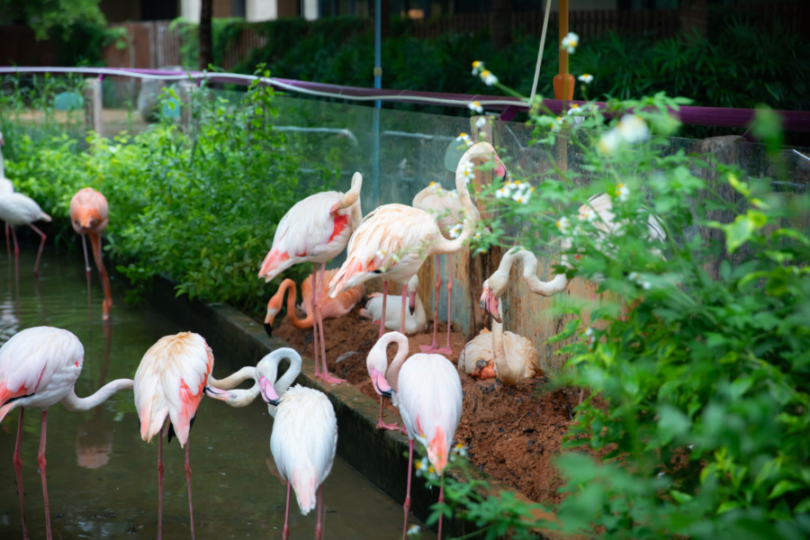 火烈鳥是鳥屆的顏值擔當。郭佳攝