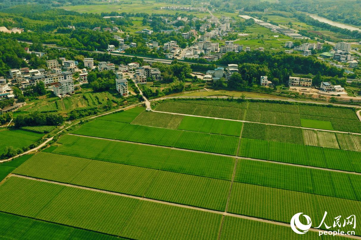 萬畝農田錯落有致，成就鄉村生動圖景。人民網 李唯一攝