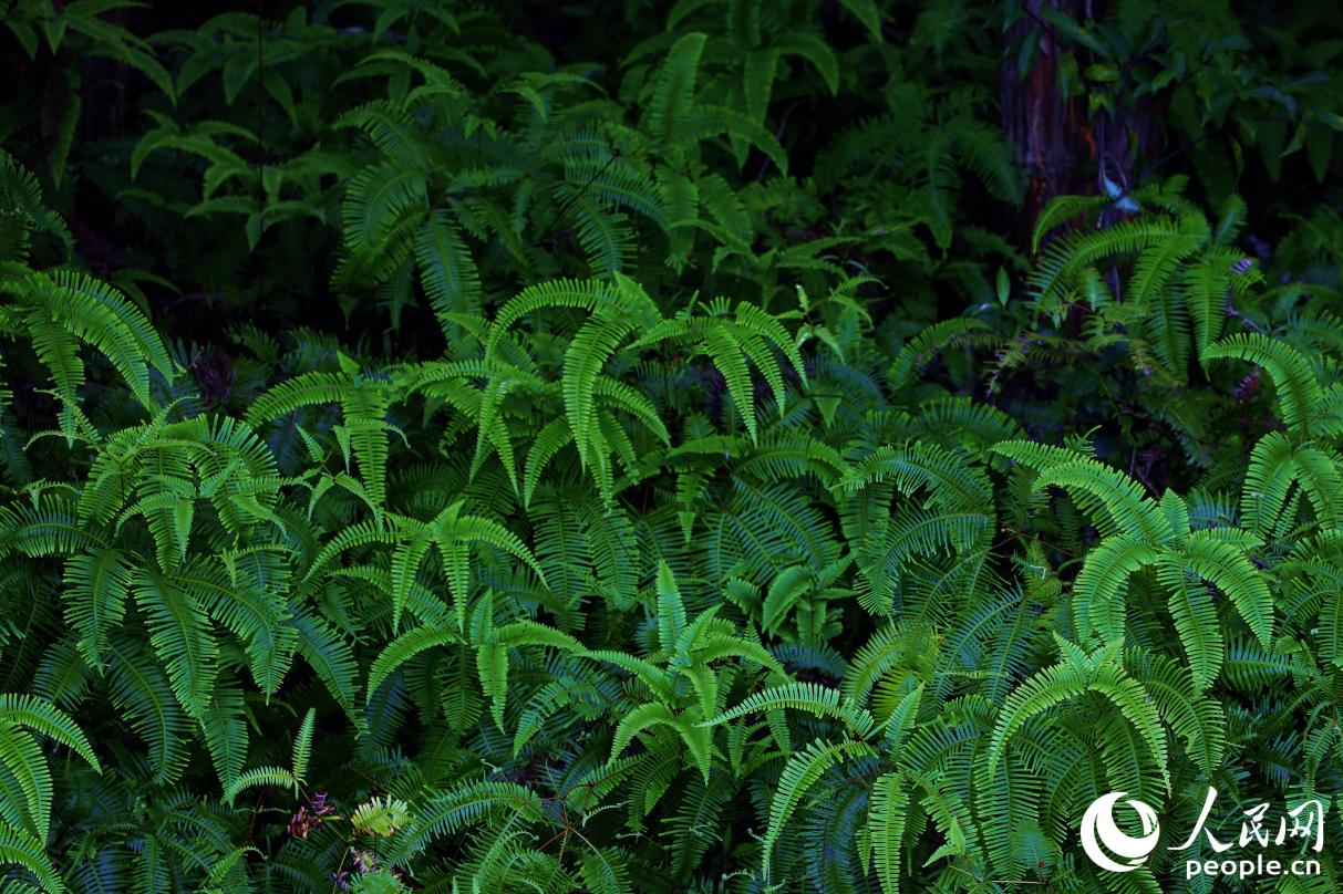 汀江國家濕地公園現有維管束植物424種，植被茂盛。人民網 李唯一攝