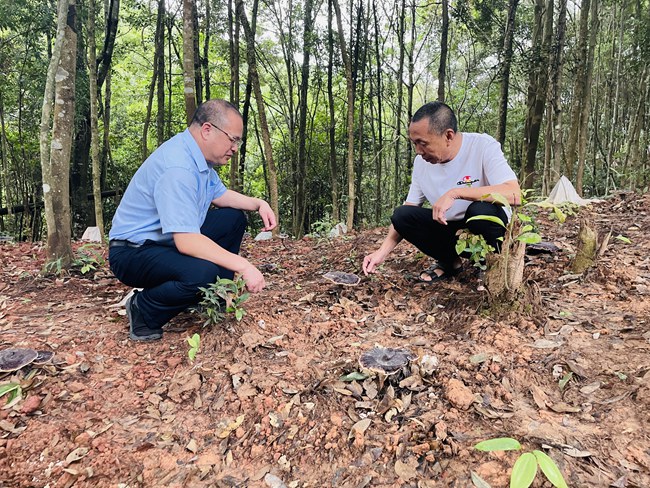 武平农信联社金融助理前往林农林场查看灵芝生长情况。