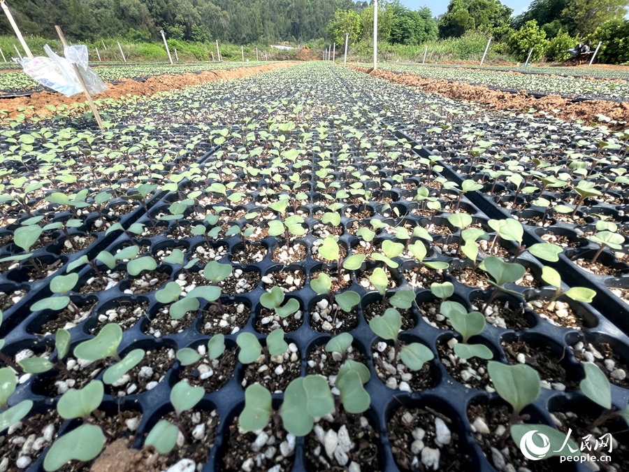 漳浦创盈实业有限公司的蔬菜种植基地。人民网记者 陈蓝燕摄