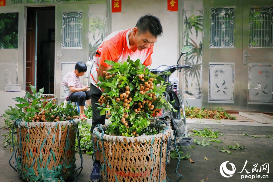 种植户将刚刚采摘的满筐龙眼运下山。人民网 李唯一摄