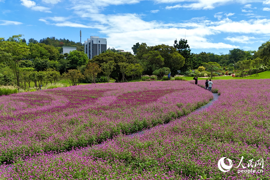 在廈門市園林植物園西山園中，千日紅花海如夢如幻。人民網記者 陳博攝