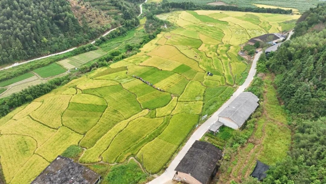 在平沙村建立示范片一百多亩，试验栽种水稻新品种。