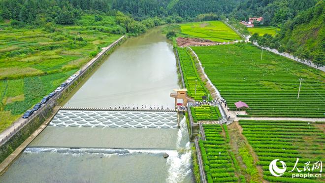 桃溪鎮綠茶種植歷史悠久，是武平綠茶核心主產區，被海峽兩岸茶葉交流協會授予“中國特色炒綠之鄉”。與會人員深入茶園、田間地頭，考察“茶旅融合”帶動富民強村。人民網 李昌乾攝