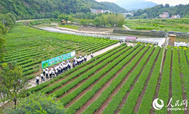 桃溪鎮綠茶種植歷史悠久，是武平綠茶核心主產區。人民網 李昌乾攝