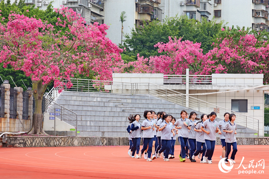 廈門六中的“美人樹”繁花滿枝，秋日浪漫氣息在校園中氤氳開來。人民網記者 陳博攝