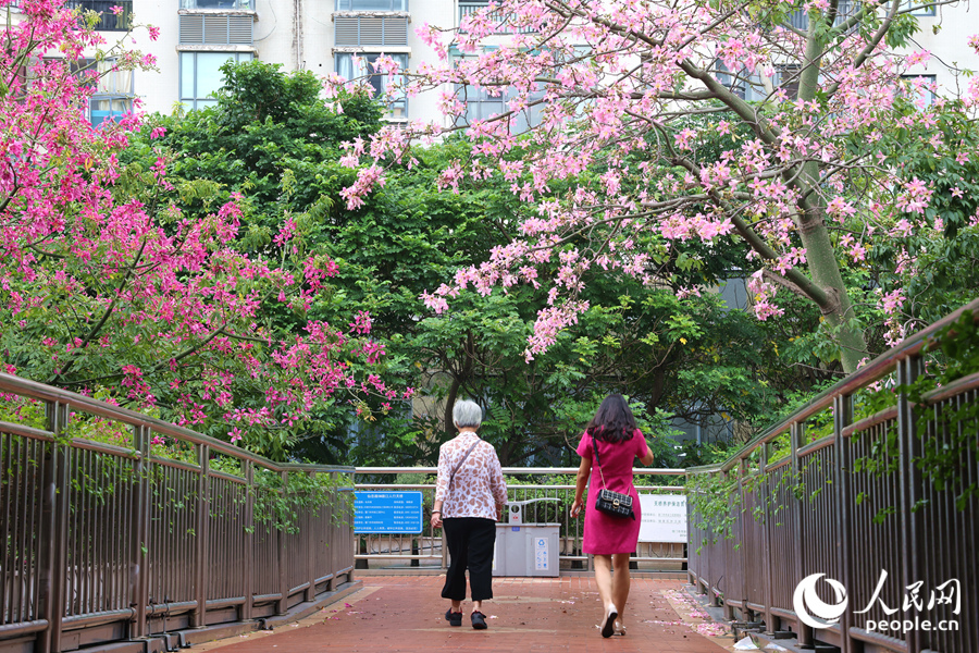 漫步廈門江頭西路天橋，亂花漸欲迷人眼。人民網記者 陳博攝