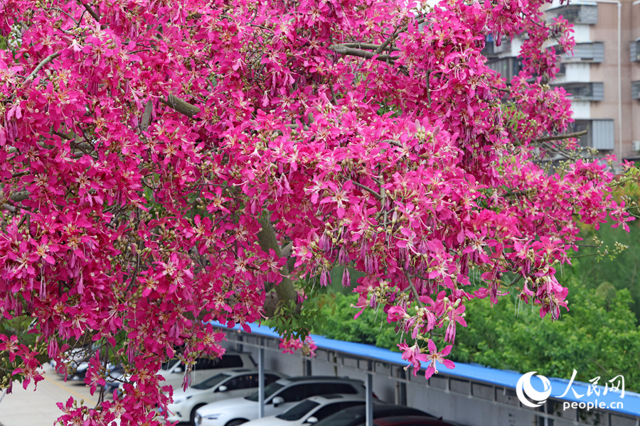 廈門和寧路的“美人樹”開花猶如瀑布一般，從圍牆上傾瀉而下。人民網記者 陳博攝