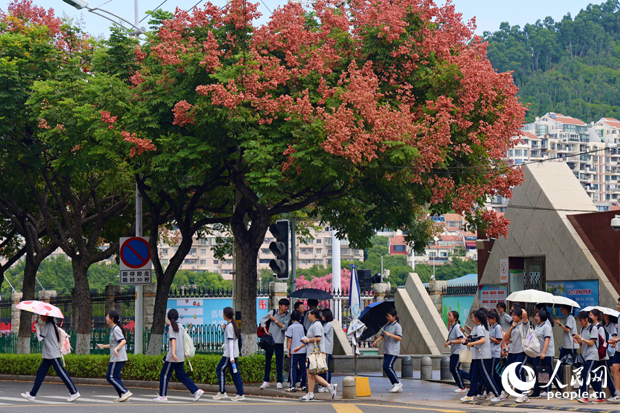 放學時分，學生們在欒樹下有序過馬路。人民網記者 陳博攝