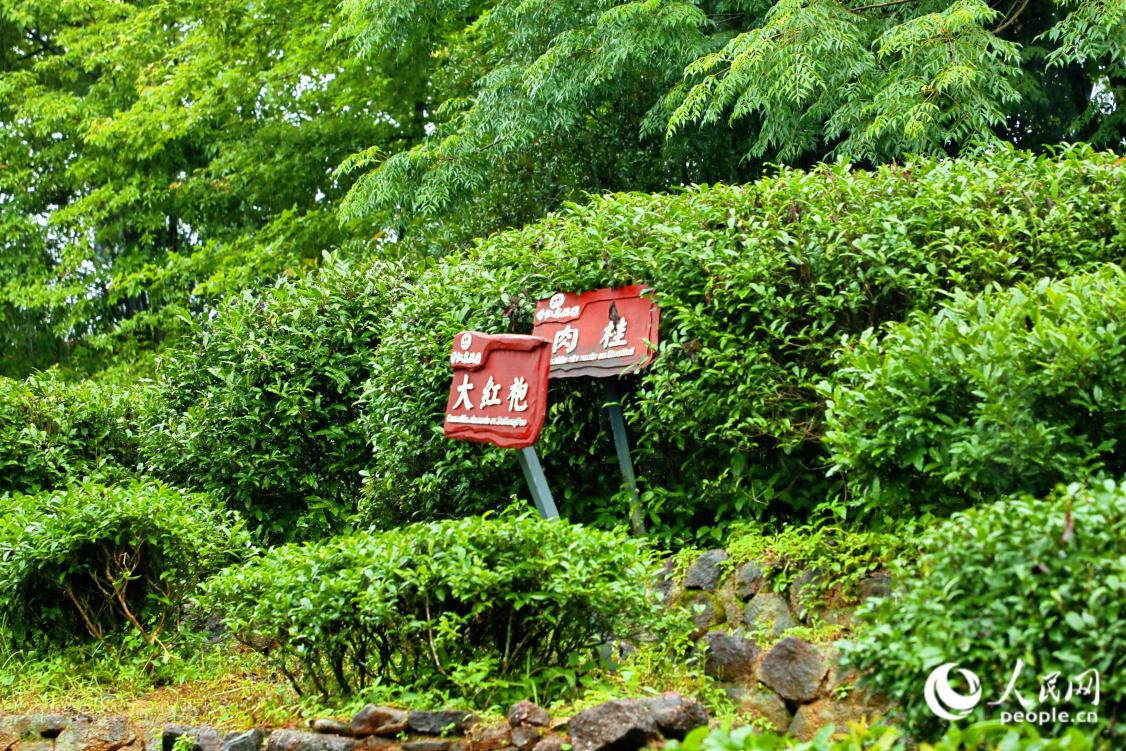 闯入“草木”与山海间