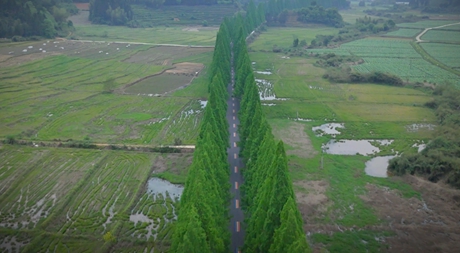 《最美騎行路》無人機航拍環武夷國家公園1號風景道沿途美景，建陽江坊到長坪的公路兩旁高大挺直的水杉，春天翠綠，春意盎然。</p