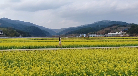 《七彩花海》環帶之美·“金金”樂道——七彩花海，初春佳景，邀您共賞。