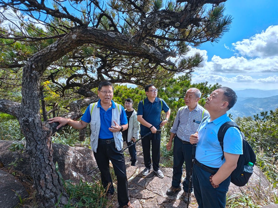 专家学者考察戴云山黄山松群落