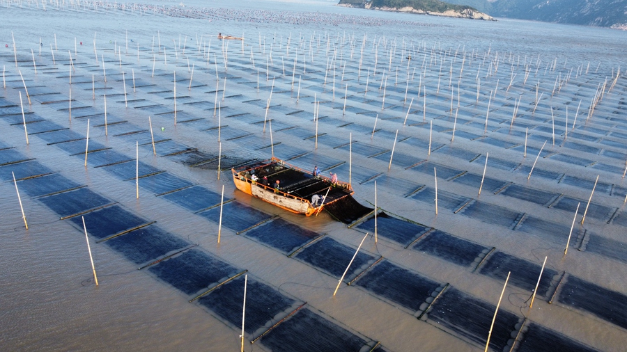 2024年10月30日，金秋十月，福建省寧德市霞浦縣5萬多畝海上養殖紫菜迎來收獲季。楊鋒  攝 (1).jpg