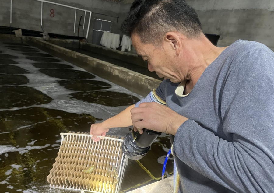 海参育苗场负责人刘挺在查看参苗成长情况。杨哲源摄