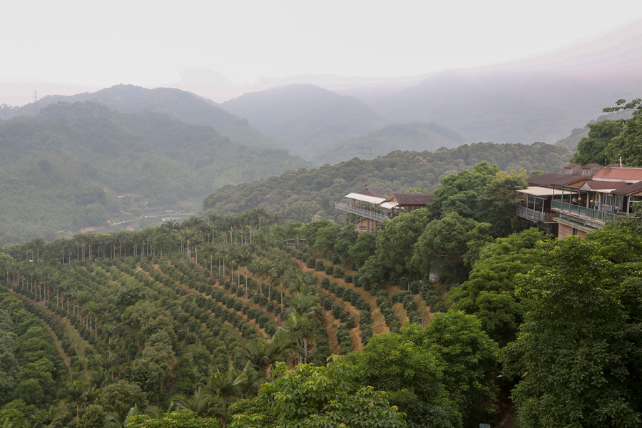 位於南靖縣的南坑咖啡庄園由台胞創辦，是兩岸農業融合發展的生動實踐。南靖縣融媒體中心供圖