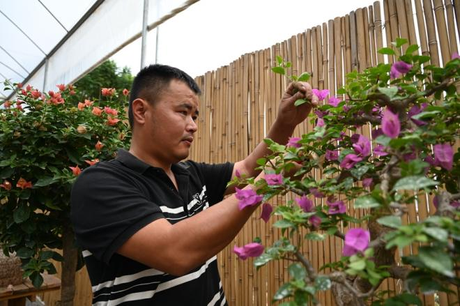 花農在修建三角梅。鄭文典攝