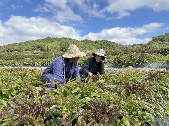 大圪村科技小站農技專家和農戶在田間交流萵筍種植經驗。龔鍵榮攝