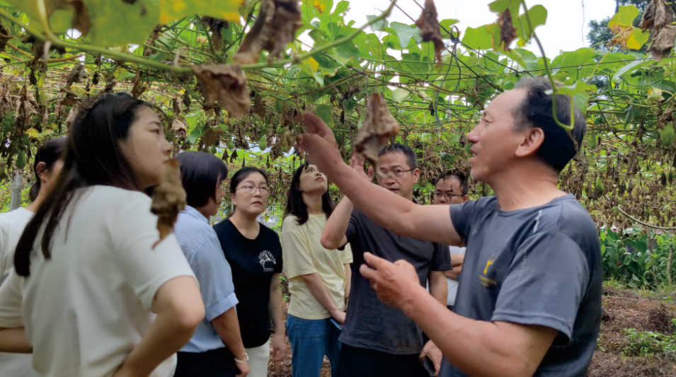 科技小站专家帮助农户解决佛手瓜种植问题 。泮洋乡政府供图