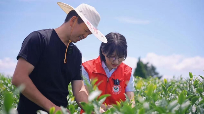 厦门农商银行通过开展“一村一策”专项金融服务行动，大力支持高山茶叶等特色产业发展