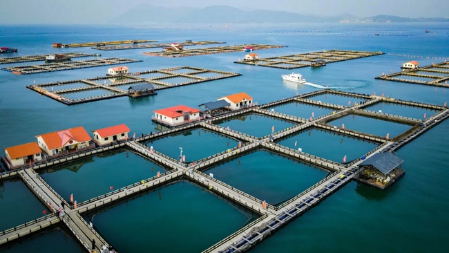 大黃魚養殖基地。阮傳龍攝