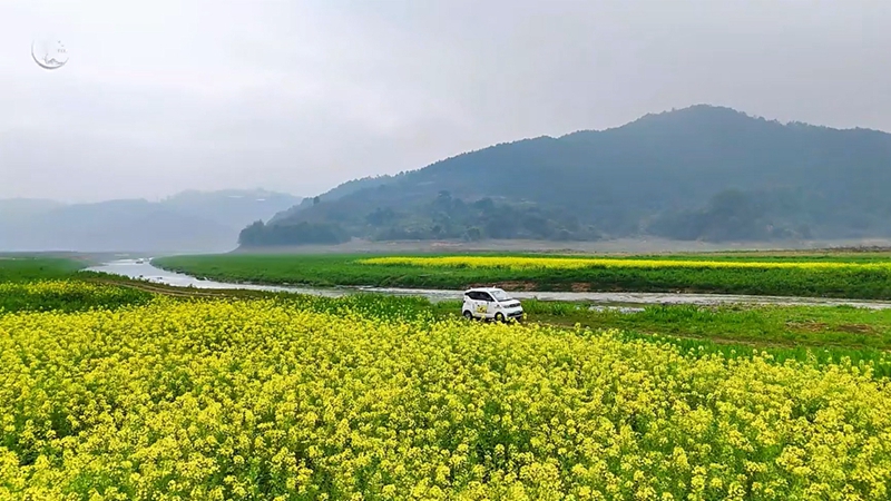 宁德古田：油菜花开