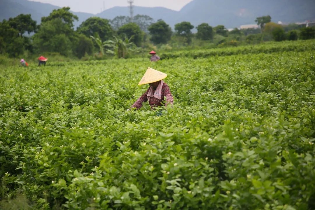 茶農在茉莉花田中採茶。長樂區融媒體中心供圖