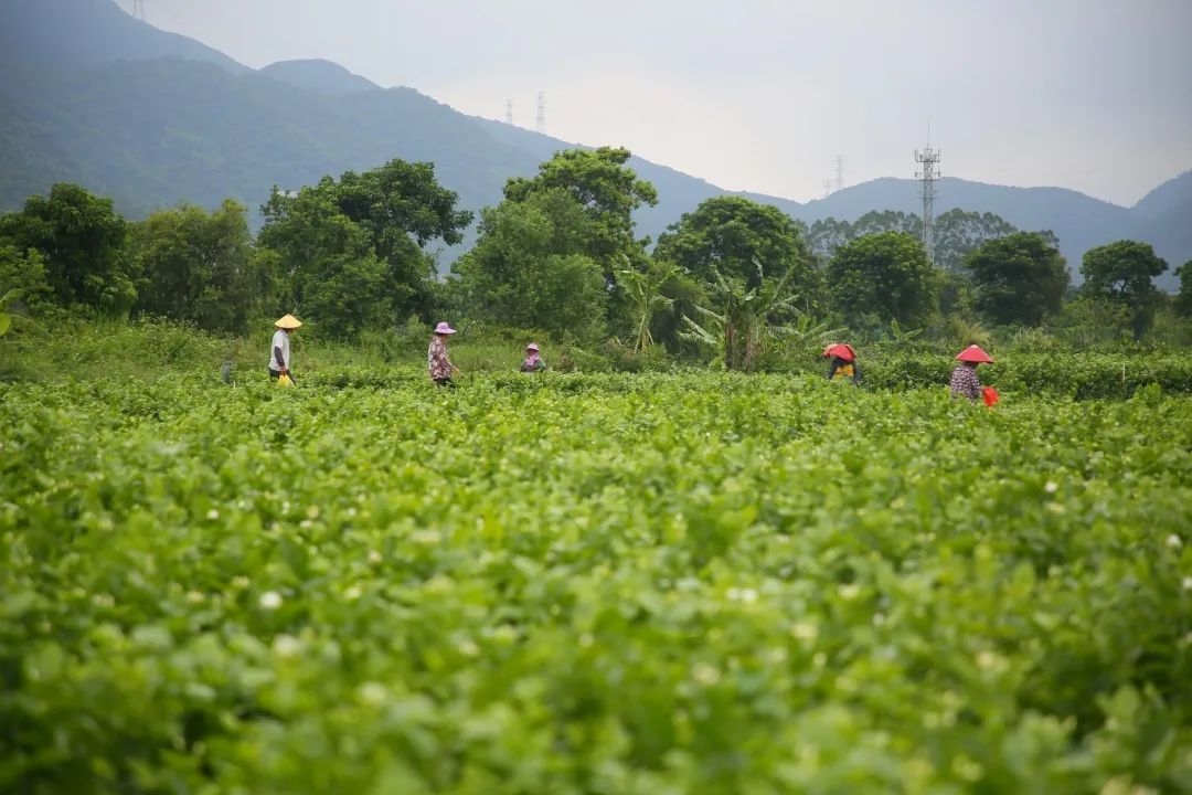 茶園採摘。長樂區融媒體中心供圖