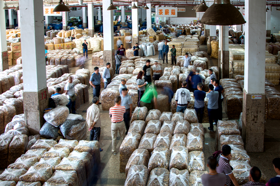 古田是國內開發品種最齊全的食用菌生產基地縣。陳秀玉攝