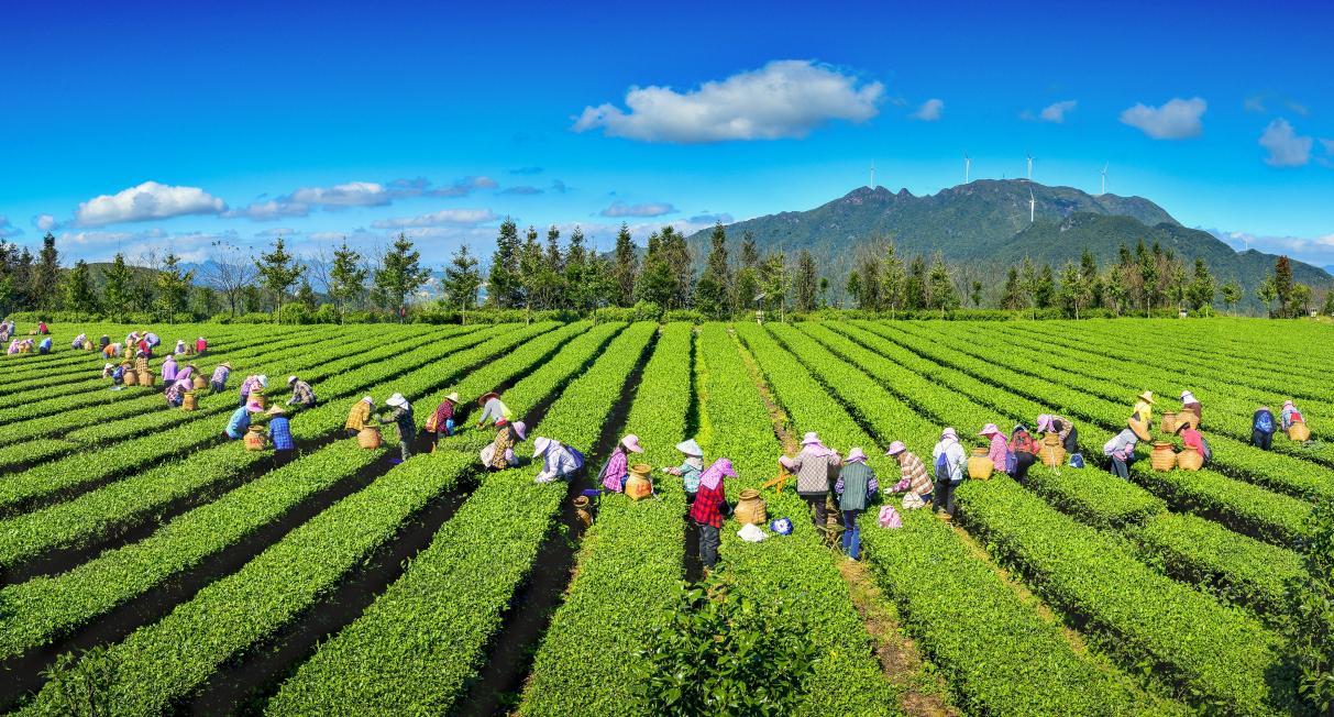 安溪茶農採茶忙。（資料圖片）陳達水攝