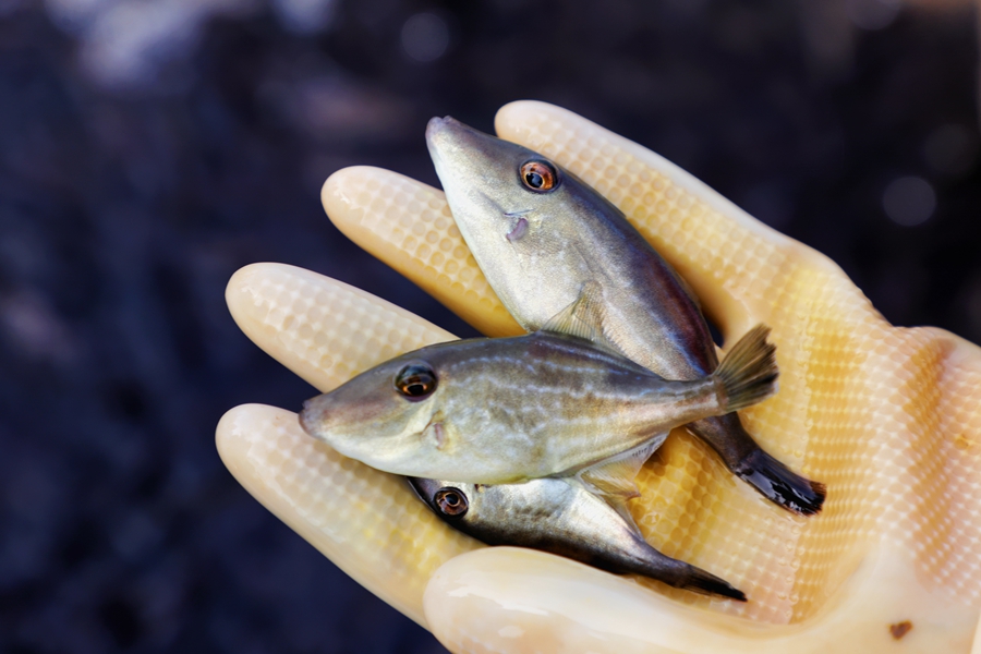 綠鰭馬面鲀魚苗