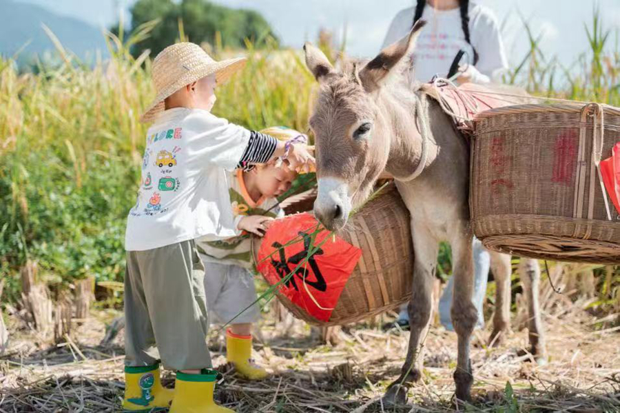 鄧厝村紅色研學等項目受到歡迎。龍岩市委組織部供圖