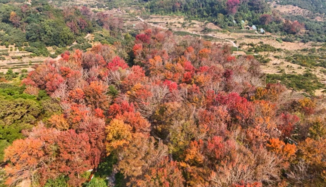 楊家溪榕楓公園的紅葉林