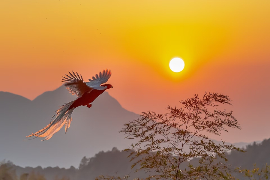 夕阳下飞来“金凤凰”