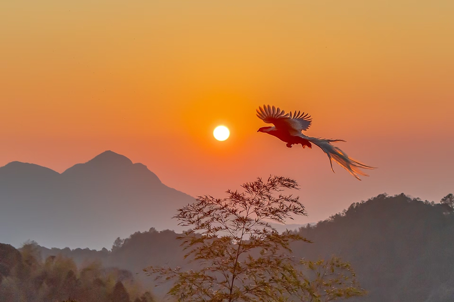 沐浴着夕阳的白鹇