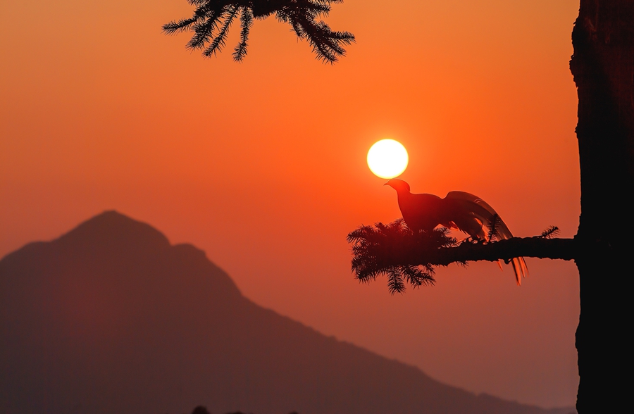 白鹇停歇在枝头