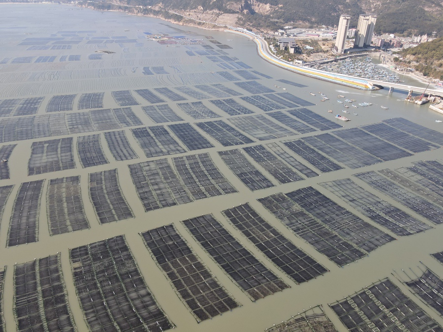 海帶苗養殖