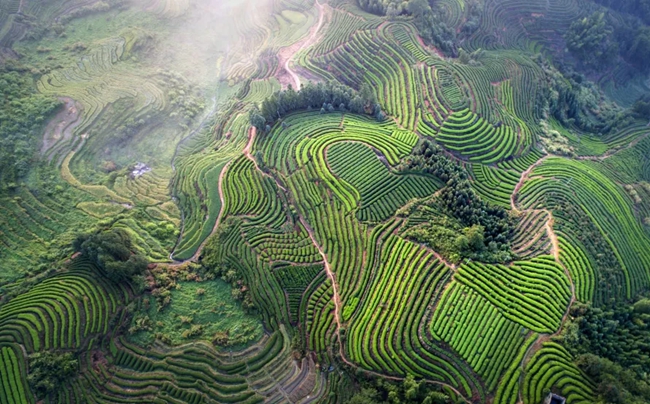 玛坑乡万亩茶园。陈敏摄